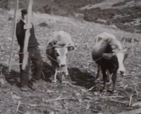 0665 ΖεύγοςΒοδιών